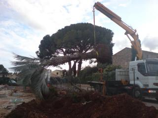  Transplantation de palmier à Saint Tropez